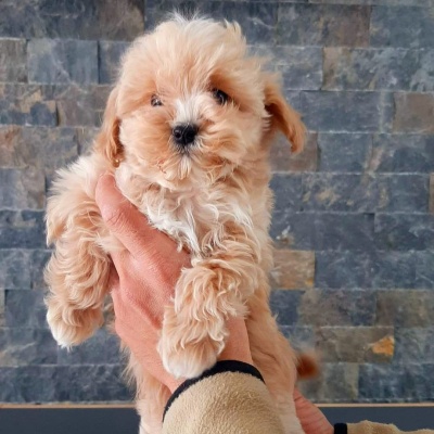 TEACUP MALTİPOO