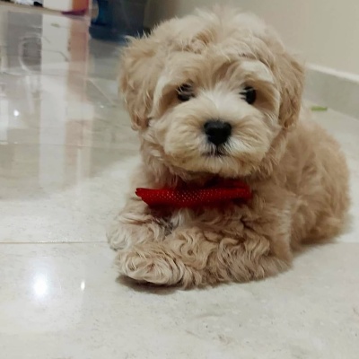MALTİPOO