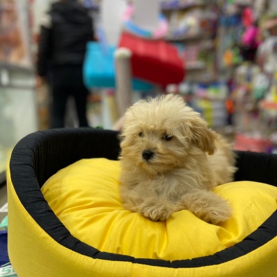 Teacup Maltepoo 3 Aylık Erkek